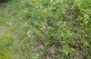 Pyrrhia purpura: Larvalhabitat (Nordgriechenland, Edessa, Anfang Juni 2019) [N]