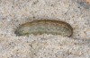 Agrotis puta: Larva (breeding photo 2015) [S]