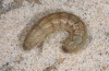 Agrotis puta: Larva (breeding photo 2015) [S]