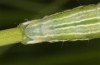 Plusia putnami: Larva in the final instar (e.l. rearing, S-Germany, Kempter Wald, larval record in mid-May 2021, early June 2021) [S]