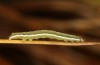 Plusia putnami: Jungraupe vor der Überwinterung (Kempter Wald, Oktober 2020) [M]