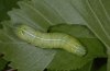 Amphipyra pyramidea: Larva (Swabian Alb, Southern Germany) [M]