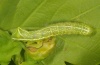 Amphipyra pyramidea: Half-grown larva (Schnalstal, early May 2011) [M]
