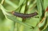 Actinotia radiosa: Young larva (e.o. Northern Greece, July 2010) [S]