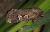 Apamea ramonae: Weibchen (e.l. Azoren, Flores, Raupe im März 2014) [S]