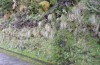 Apamea ramonae: Larvalhabitat in einer steilen Straßenböschung auf Flores (März 2014) [N]