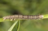Zekelita ravalis: Half-grown larva (Greece, Samos Island, Ireon, May 2018) [M]