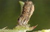 Zekelita ravalis: Larva (Greece, Samos Island, Ireon, May 2018) [S]