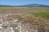 Zekelita ravalis: Habitat (Samos Island, Ireon, late April 2015) [N]