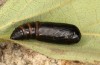 Exophyla rectangularis: Puppe (e.l. Griechenland, Peloponnes, Pirgos S Taygetosgebirge, Raupen am 11. Mai 2025) [S]