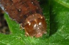 Hyppa rectilinea: Larva [S]