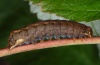 Hyppa rectilinea: Larva (northern Black Forest) [S]