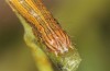 Acantholipes regularis: Larva (e.l. rearing, Greece, Samos Island, Ireon, young larva in late June 2016) [S]