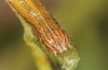 Acantholipes regularis: Raupe (e.l. Samos, Ireon, Jungraupe Ende Juni 2016) [S]