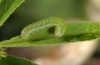 Heliophobus reticulatus: Young larva (e.l. eastern Swabian Alb 2012) [S]
