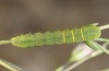 Heliophobus reticulatus: Halbwüchsige Raupe (e.l. Ostalb 2012) [S]