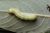 Ipimorpha retusa: Larva (Iller near Memmingen, Germany) [M]