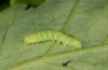 Nycteola revayana: Larva (Swabian Alb, Southern Germany) [M]