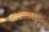Xestia rhomboidea: Larva (Memmingen 2011) [S]