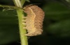 Xestia rhomboidea: Larva (Swabian Alb, Southern Germany 2011) [S]