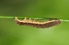 Xestia rhomboidea: Young larva (eastern Swabian Alb, Southern Germany, November 2011) [M]