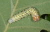 Polyploca ridens: Larva (Northern Greece 2011) [M]