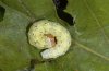 Polyploca ridens: Larva (eastern Swabian Alb, Southern Germany) [S]