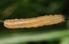 Mythimna riparia: Half-grown larva (e.l. N-Portugal 2013) [S]