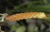 Sideridis rivularis: Larva (eastern Swabian Alb, Southern Germany) [S]