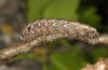 Dryobotodes roboris: Larva [S]