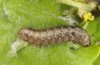 Dryobotodes roboris: Half-grown larva, Provence, France, April 2011 [M]