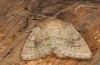 Luperina rubella: Female (e.l. rearing, Greece, Mount Parnassus, 1800m, early May 2016) [S]