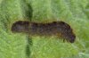 Conistra rubiginea: Larva [S]