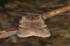 Cerastis rubricosa: Adult (Romania, Berca, May 2021) [M]