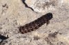 Cerastis rubricosa: Larva (Montafon, 1800 m above sea level, August 2004)) [N]