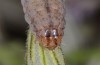 Hadena ruetimeyeri: Larva (e.l. Col de Puymorens 2013) [S]