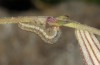 Hadena ruetimeyeri: Half-grown larva (e.l. Col de Puymorens 2013) [S]