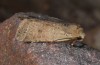 Agrochola rupicapra: Female (e.l. rearing, Cyprus, Kidasi, larva in early April 2018) [S]