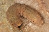 Agrochola rupicapra: Larva (Cyprus, Kidasi, early April 2018) [S]