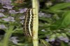 Apaustis rupicola: Larva (northern Greece, Siatista, rearing from thyme sample in early June 2021) [S]