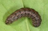 Agrotis rutae: Larva (e.l. Madeira 2013) [S]