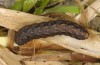Agrotis rutae: Half-grown larva (e.l. Madeira 2013) [S]