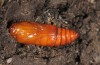 Agrotis rutae: Puppe (e.l. Madeira 2013) [S]