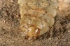 Agrotis sabine: Larva (Cyprus, Paphos, late February 2017) [S]