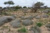 Agrotis sabine: Larval habitat (Cyprus, Paphos, late February 2017) [N]