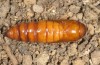 Agrotis sabine: Female pupa (e.l. rearing, Cyprus, Paphos, larva in late February 2017) [S]