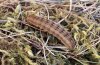 Pachetra sagittigera: Larva (Swabian Alb, Southern Germany, March 2002) [N]