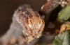 Cerocala sana: Larva (Lanzarote, Teguise, January 2020) [M]