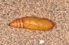 Cerocala sana: Pupa (e.l. rearing, Lanzarote, Teguise, larva in January 2020) [S]