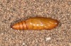 Cerocala sana: Pupa (e.l. rearing, Lanzarote, Teguise, larva in January 2020) [S]